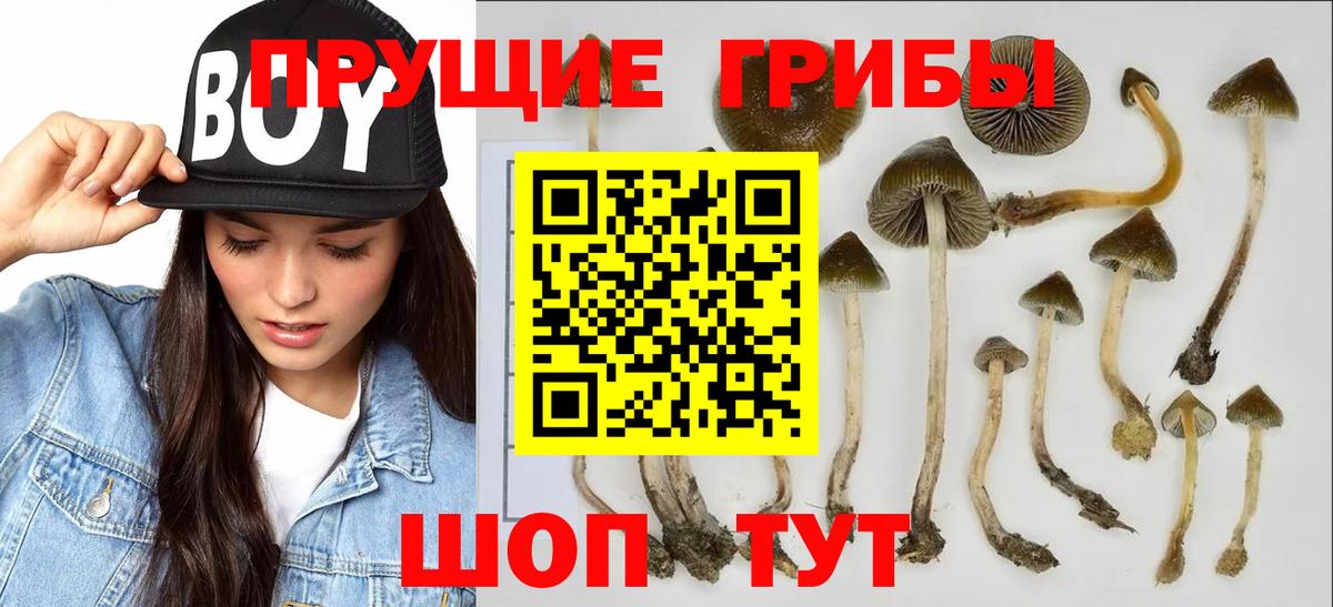 Псилоцибиновые грибы Psilocybine cubensis Аргун